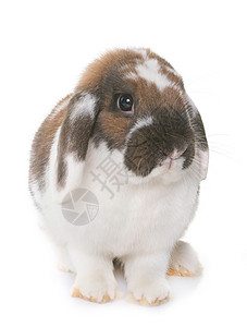矮矮人长毛兔子动物野兔棕色工作室宠物耳兔双色白色背景图片