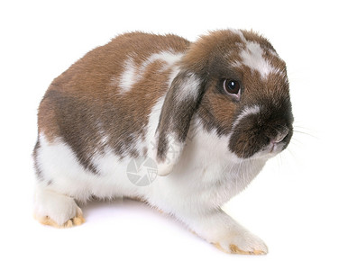 矮矮人长毛兔子双色工作室棕色宠物动物耳兔野兔白色背景图片