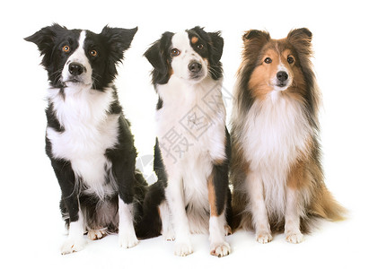 单身联盟三只狗三只狗在演播室团体牧羊犬工作室动物宠物小狗女性三色背景