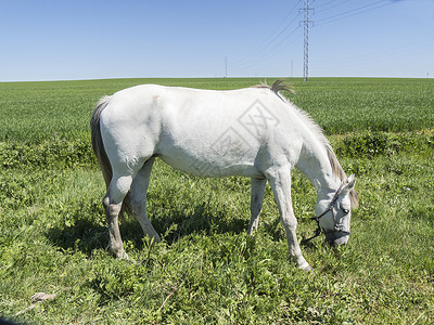阳光明媚的白马在野外农业农村赛跑者野生动物农田场景动物群草原马匹鬃毛背景图片