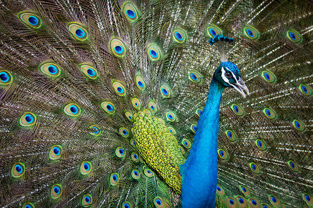 孔雀的图像显示 它美丽的羽毛 野生动物眼睛动物展示脖子蓝色吉祥物优雅野鸡公鸡仪式背景图片