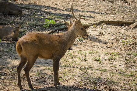 野生动物 自然背景上的鹿的图像赤道动物园场地国家哺乳动物羚羊荒野毛皮森林丛林热带高清图片素材