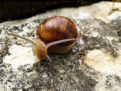 树上的钉子棕色蜗牛粘液野生动物幻灯片生物学花园孤独杨梅背景图片