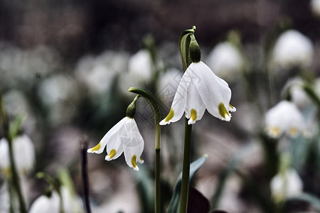 春雪 - 春天的白花背景图片