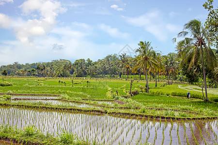 爪哇一市农村的稻田农业地貌景观背景水稻梯田绿叶椰树阳台领域大米植物绿地背景图片