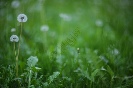 青草中的白花朵草地白色绿色背景图片