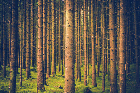 松树林森林模式背景图片
