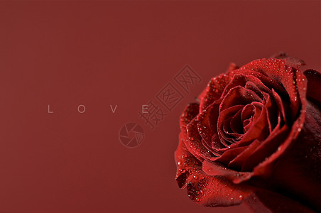 爱情主题玫瑰红色字母植物背景图片