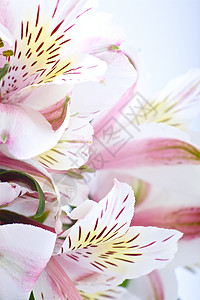 阿尔斯特罗色花展示花园花店植物花朵宏观园艺背景图片