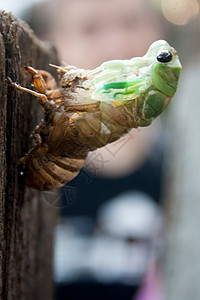 蜕皮熔化岩浆野生动物生物翅膀荒野半翅目动物若虫骨骼昆虫总科背景