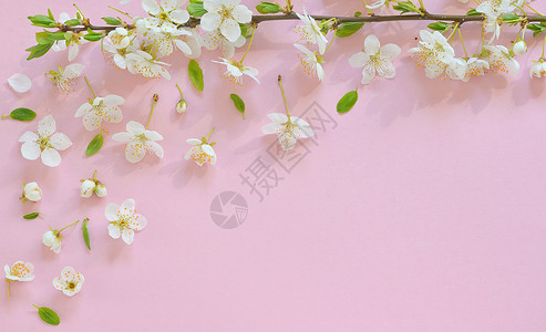 粉红背景的樱花花粉色季节花蕾宏观樱花植物红色花朵花瓣背景图片