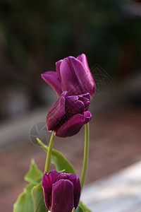 深紫色郁金香植物深紫色花瓣花园红色背景图片
