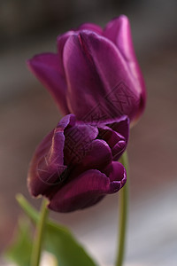 深紫色郁金香花园花瓣植物红色深紫色背景图片