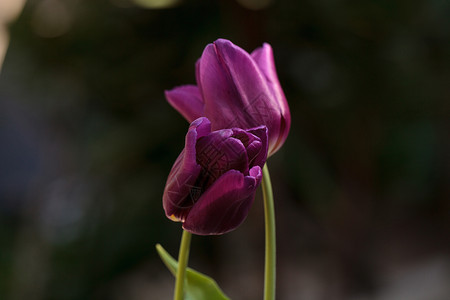 深紫色郁金香花瓣花园植物红色深紫色背景图片