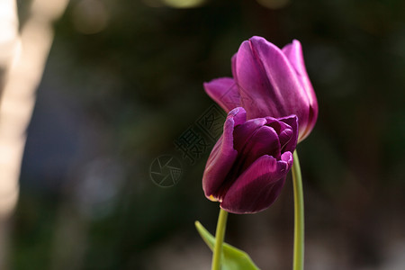 深紫色郁金香植物花瓣红色花园深紫色背景图片