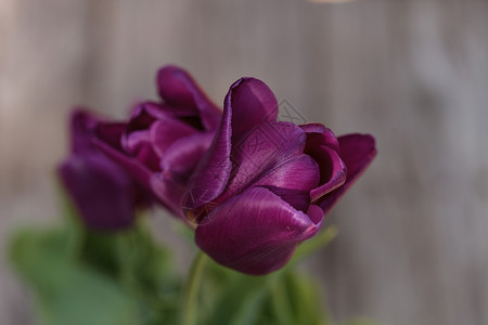 深紫色郁金香花瓣植物花园深紫色红色背景图片
