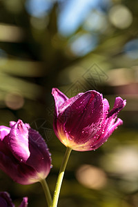 深紫色郁金香红色花瓣花园植物深紫色背景图片