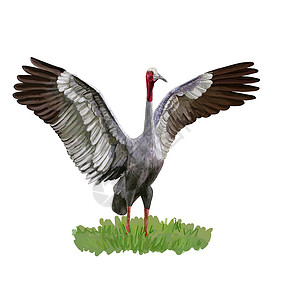 沙草撒路鹤鸟在绿草上张展翅膀插画