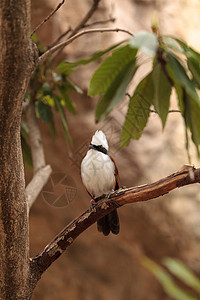 白刻薄的笑柄 叫加鲁拉斯莱奥古洛弗斯画眉野生动物绿色羽毛鸟类动物荒野背景图片