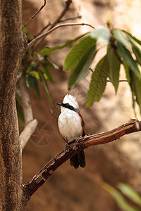 白刻薄的笑柄 叫加鲁拉斯莱奥古洛弗斯荒野动物鸟类羽毛画眉绿色野生动物背景图片