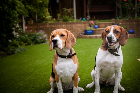 两只狗甜的院子高清图片