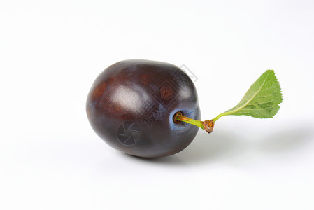 单一成熟的李子水果蓝色食物背景图片