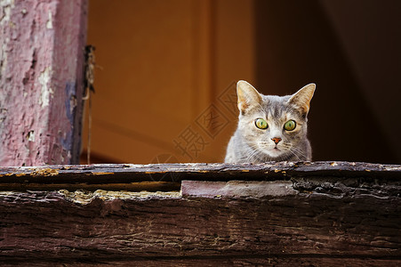 走在窗口的猫美丽的灰猫在旧窗口向下看背景