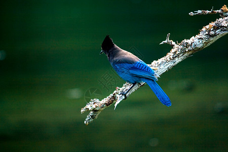 在分公司生物学动物荒野动物学栖息地松树动物群恒星蓝色羽毛背景图片