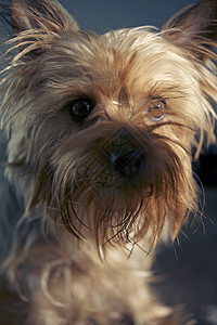 丝绸泰里尔肖像猎犬睫毛头发毛皮眼睛小狗动物背景图片