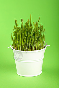 春草在小水桶中生长 绿色过绿色幼苗生物学季节燕麦白色情况农业植物学绿色植物金属背景图片