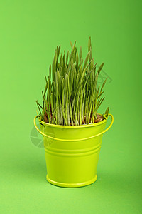 春草在小水桶中生长 绿色过绿色绿色植物情况生物学豆芽农业金属植物学燕麦季节幼苗背景图片