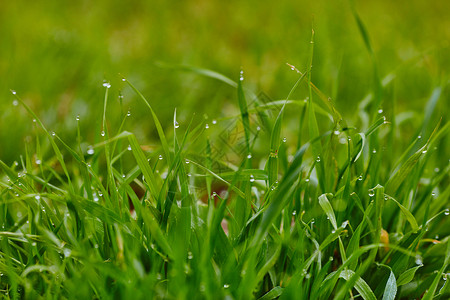草地上的雨滴阳光环境质量叶子花园水滴照片生长反射场地背景
