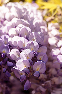 紫花生花藤蔓紫色花朵花园背景图片