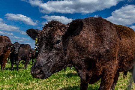 牧草中的牛农村哺乳动物农场田园牧场草地乡村牛肉多云动物背景图片