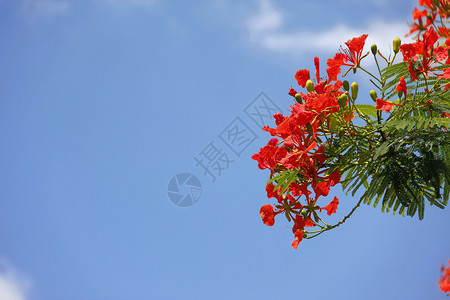 猩红孔雀花植物群孔雀灌木火焰橙子雌蕊美丽花瓣花朵植物背景