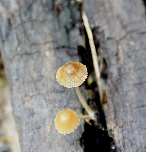 蘑菇森林荒野植物群棕色木头季节菌类松树树叶生长下雨高清图片素材