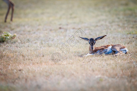 食草小鹿摄影婴儿春博克躺在草地上灌木丛旅行飞机草原动物群动物摄影牛角牛科野生动物背景