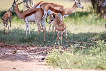 食草小鹿摄影婴儿春博克与牛群哺乳动物跳羚动物群大草原草原国家灌木丛生态旅行荒野背景