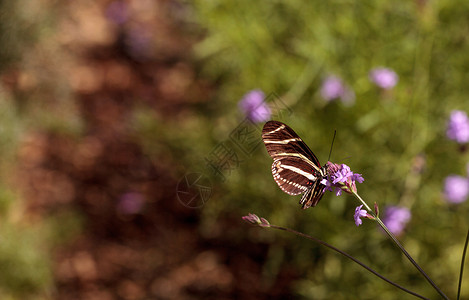 斑马长翅蝴蝶盛开自然高清图片