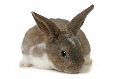 白色背景上可爱的兔子毛皮美术哺乳动物家养耳朵宝宝动物肖像宠物背景图片