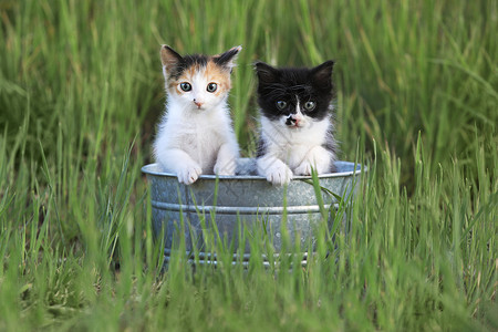 高绿色草中出户的Kittens黑色自然光敬畏婴儿白色印花布动物朋友伴侣工作室背景图片