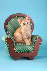 演播室的小橙子印花布动物猫科猫咪虎斑小猫工作室婴儿宠物肖像背景图片