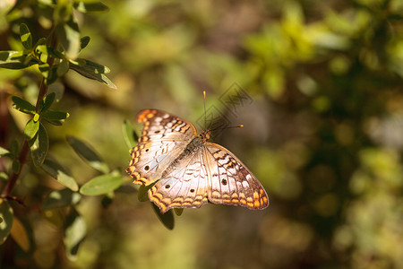 白孔雀蝴蝶 阿纳提亚麻风野生动物花园荒野传粉者翅膀昆虫麻风树高清图片素材