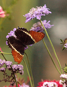 蝴蝶 西普罗埃塔页面页蝶翅膀花园昆虫背景图片