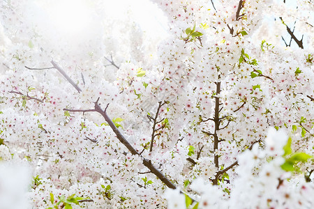 萨库拉花摄影植物季节水平花头公共公园樱花文化粉色花瓣背景图片