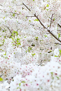 萨库拉花摄影植物花瓣花头文化季节白色公共公园粉色樱花背景图片