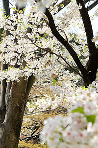 萨库拉花摄影文化季节植物粉色花头樱花水平白色花瓣背景图片