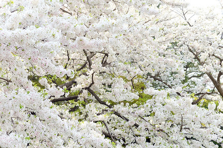萨库拉花文化白色粉色摄影花头水平樱花季节植物花瓣背景图片