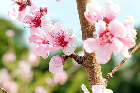 萨库拉花摄影粉色樱花季节水平植物花瓣白色花头文化背景图片
