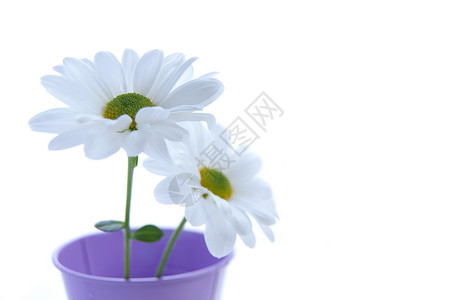 白春菊花白色植物群花朵植物背景图片